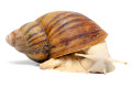 Archachatina marginata ovum typ 1 albino body adult
